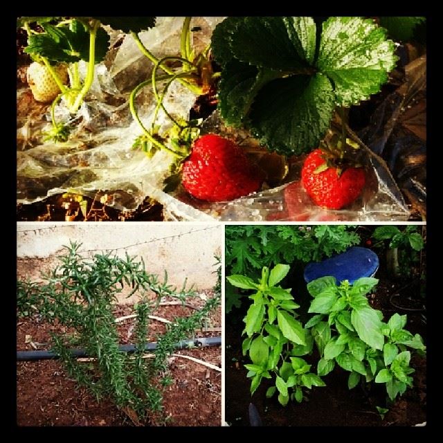  my  plants  strawberries  basil  rosemary  home  gardening  beirut ...