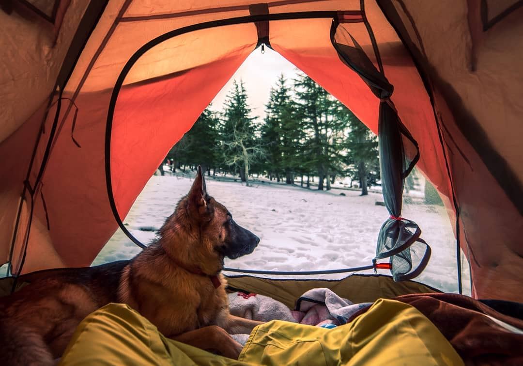 My winter buddy ❄..... logan dog campinglife camping winter snow...