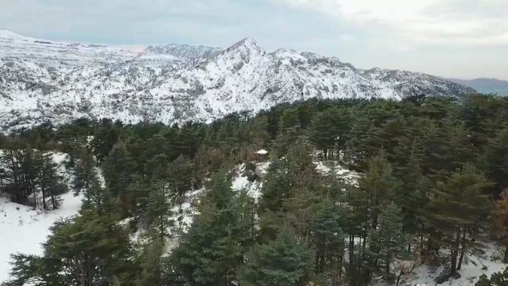  myLebanon ❤... cedars  tannourine  winter  snow  landscapephotography...