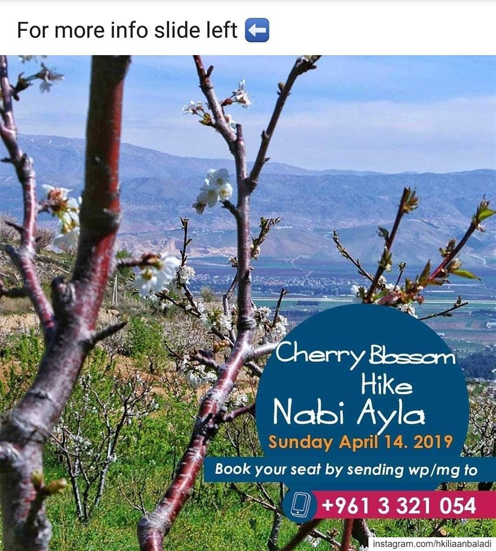  nabiayla  cherry  cherryblossom  spring  blossom  HkiliAanBaladi ...