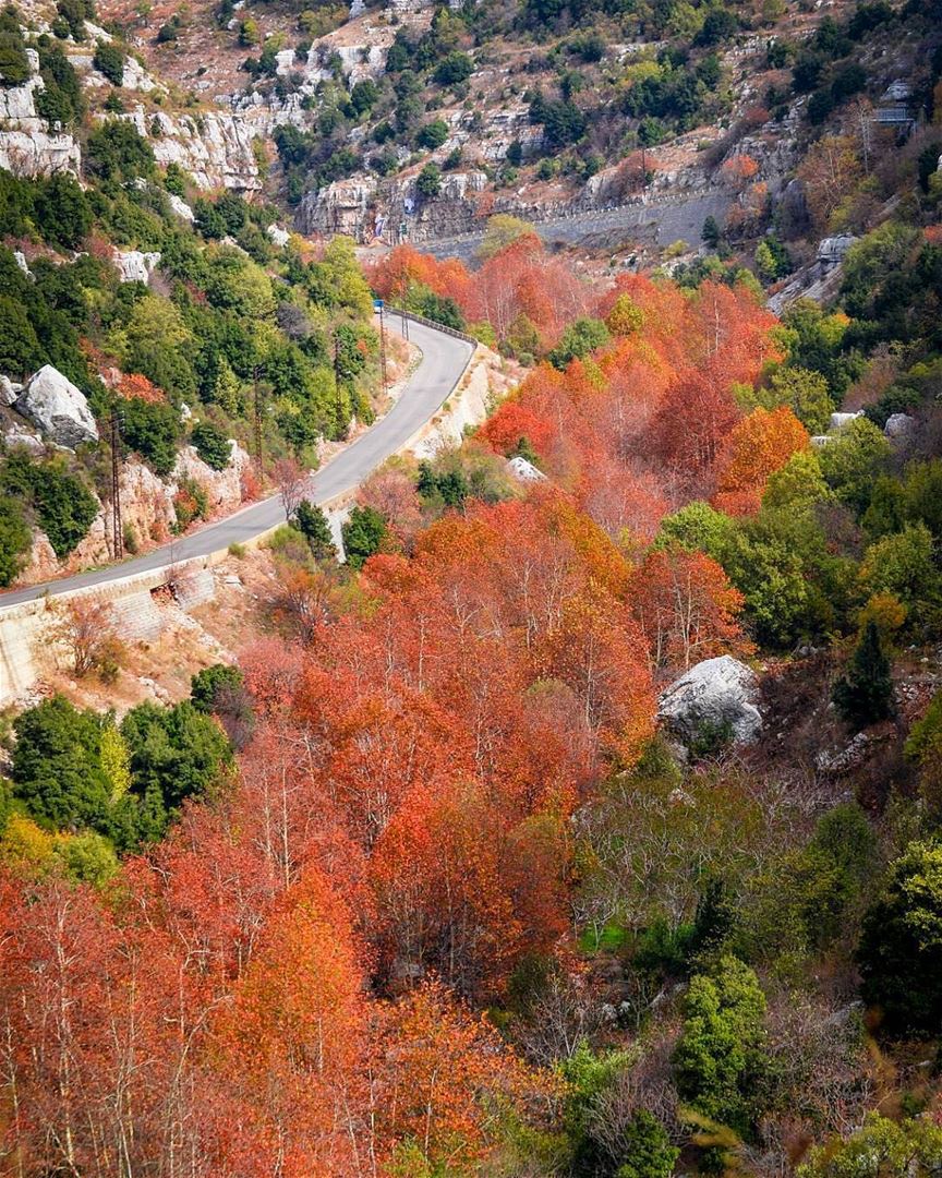 Nada pode superar as cores do outono no Líbano. Tenham todos um ótimo fim... (Faqra Kfardebian)