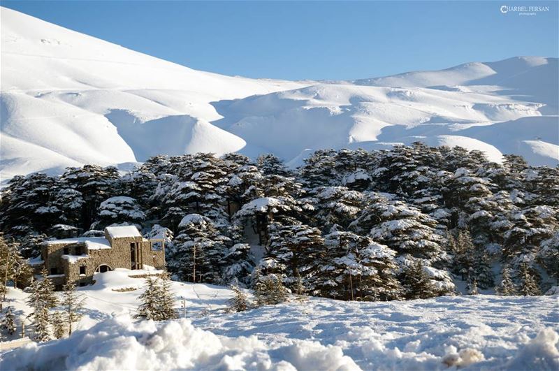 Natural Freezing Beauty ❄www.charbelfersan.com - © All rights reserved... (The Cedars of Lebanon)