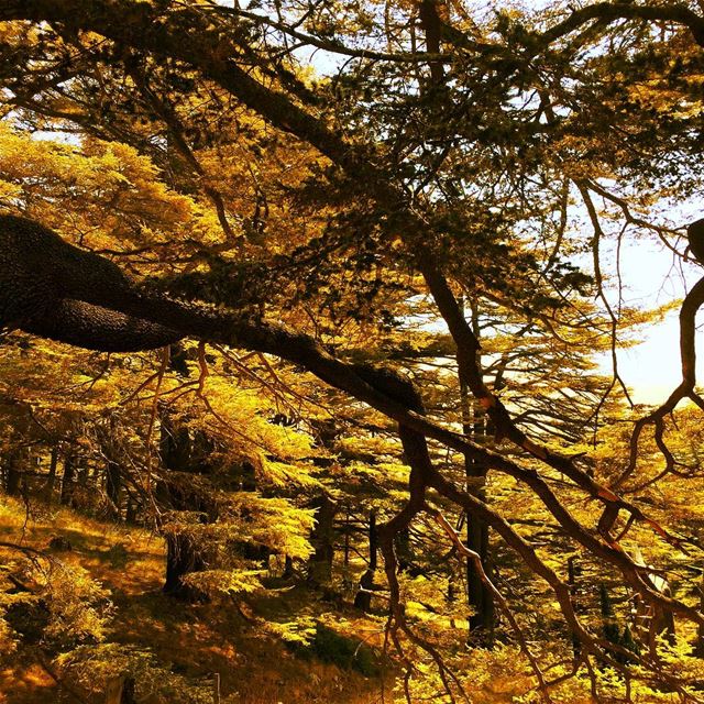  nature  Cedars  of  God  green  trees  mountain  village  Bcharreh  North... (Bcharreh, Liban-Nord, Lebanon)