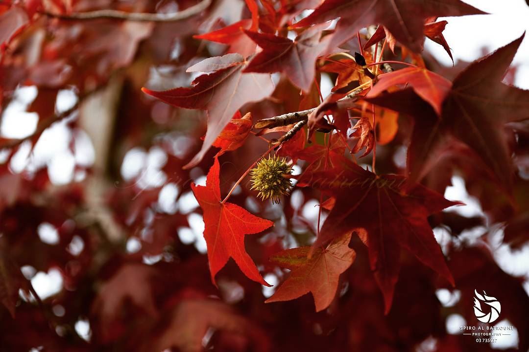 Nature colours  spiroalbatrouniphotography  spirolens  autumn  trees ... (Broummâna, Mont-Liban, Lebanon)