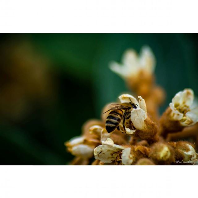  nature  flower  bee  honeybee  tree  honeybees  insectlife  natureshots ...