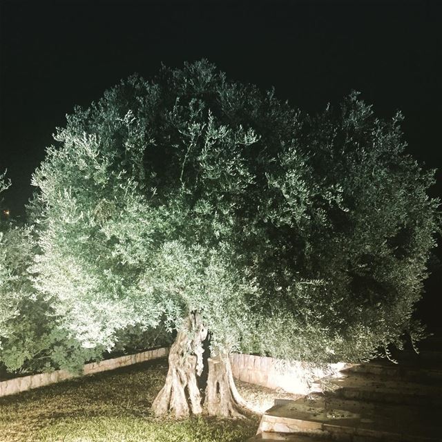  nature  free  olive  tree  garden  olives  silence  silent  night  dark ... (Zikrit, Mont-Liban, Lebanon)