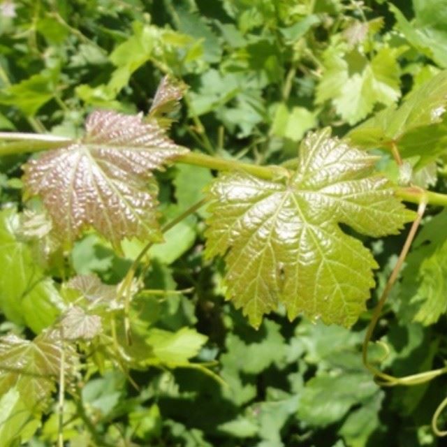 nature grapes green nofilter