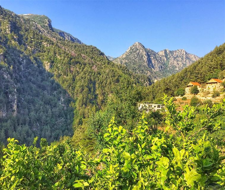  nature  naturelovers  green  landscape  trees  mountains  serenity  igers... (Nahr Ibrahim, Mont-Liban, Lebanon)