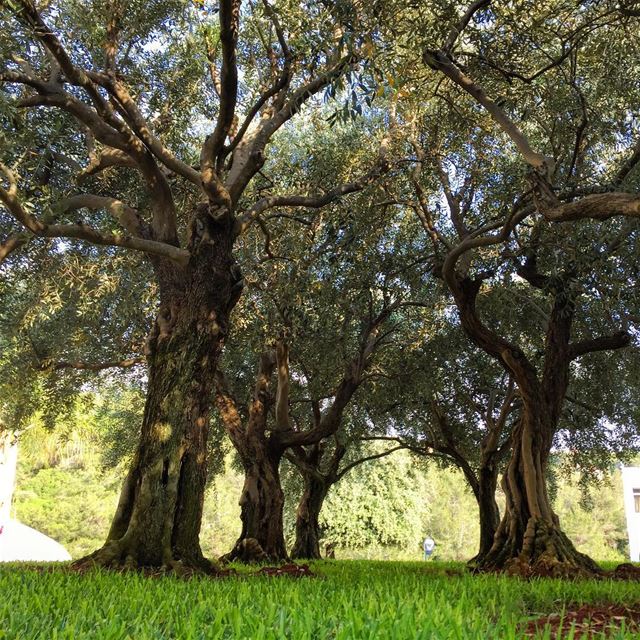  nature  naturelovers  naturecolors  olive  trees  WhatsUpLebanon ... (El Mechref, Mont-Liban, Lebanon)