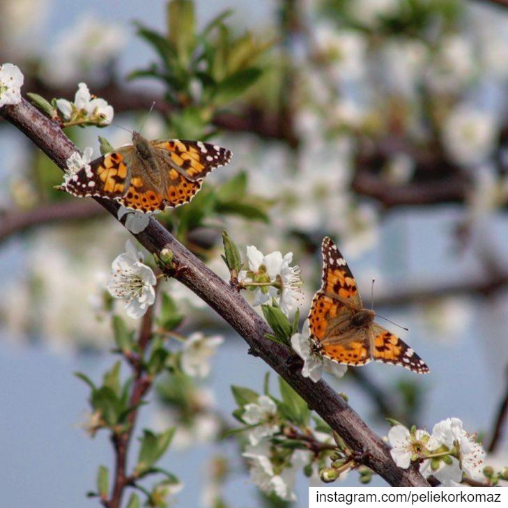  nature  naturephotography  naturelovers  butterfly  butterflytattoo ... (Harisa, Mont-Liban, Lebanon)
