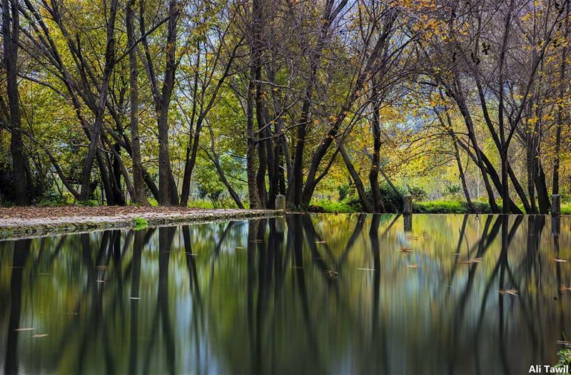 💚 nature  naturephotography  reflection  longexposure  autumn ... (North Governorate)
