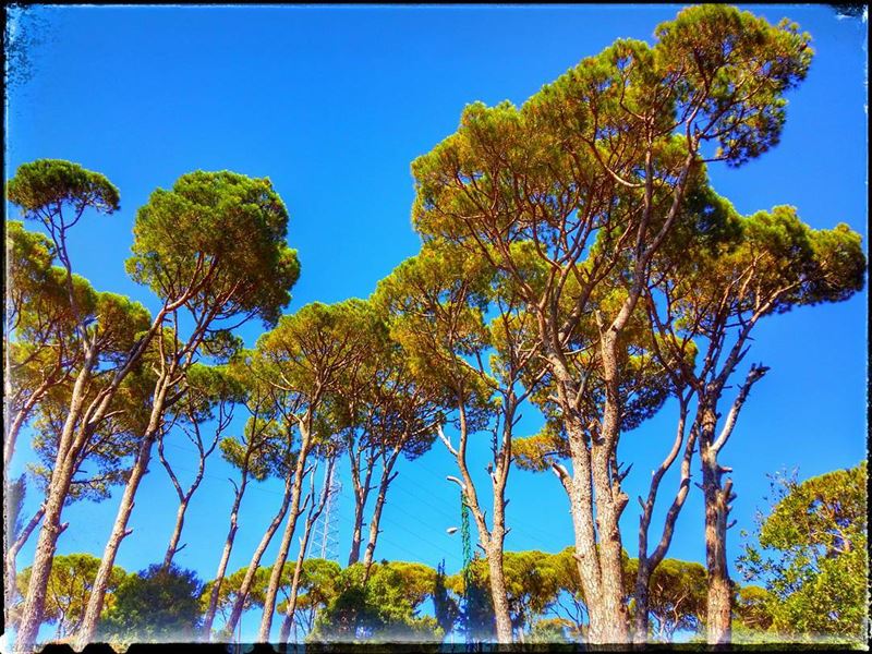  nature  pine  cedars  trees  greenish  bluesky  highland  baakline ... (Baakline, Mont-Liban, Lebanon)