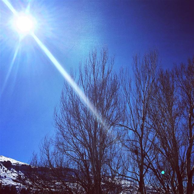  nature  winter  cold weather  sunny  day  blue  sky  naked  trees  white ... (Faraya, Mont-Liban, Lebanon)