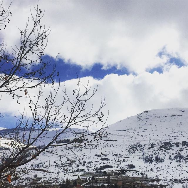  nature  winter  cold  weather  white  clouds  blue  sky  naked  trees ... (Faraya, Mont-Liban, Lebanon)