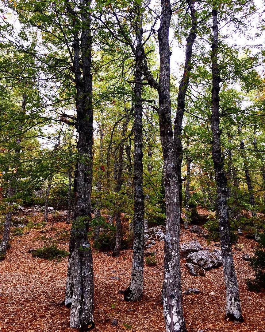  nature  wood  forest  mountain  village  autumn  season  cold  deadleaves... (القموعة-عكار العتيقة)