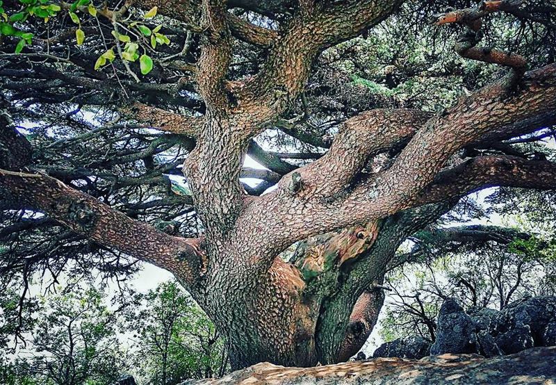  naturearchitecture 🌲 livelovebeqaa  paceofnature  trees ... (Maasser Ech Chouf, Béqaa, Lebanon)