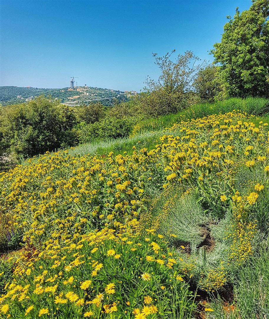Naturephotography  mountains  lebanon  flower  flowersofinstagram ... (Ixsir Winery)