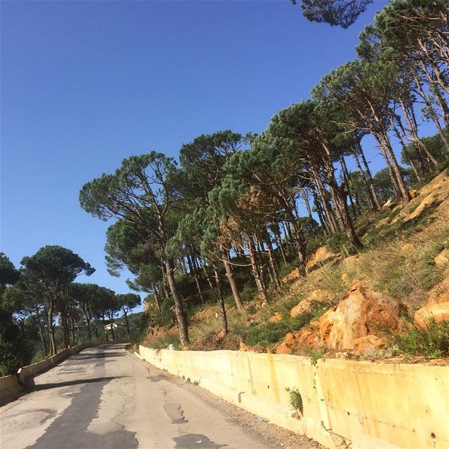  naturephotography  naturelovers  naturegram  nature  pinetrees  road ... (Bologne, Mont-Liban, Lebanon)