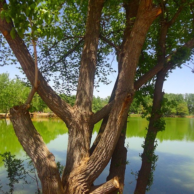 natureshots naturetrees,reflection water lakelacloves_lebanon bôliban treegreen beautifullebanon (Taanayel- Bekaa)
