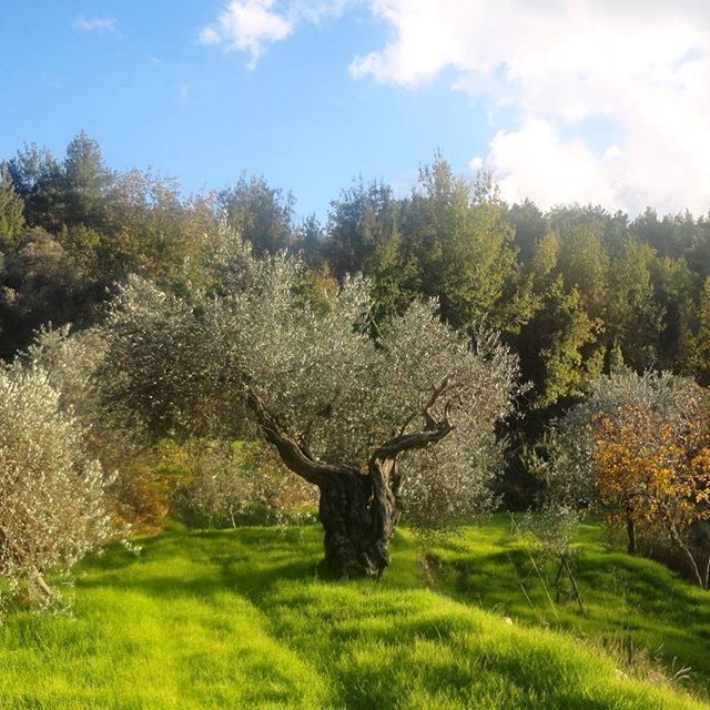 natureverte autum autumncolours beautifulnature olivetrees verdure greennature greenery paradissurterre heaven automne (Hardine, Lebanon)