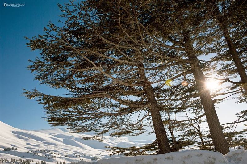 Never let anything stop you from shining ☉www.charbelfersan.com - © All... (Cedars of God)