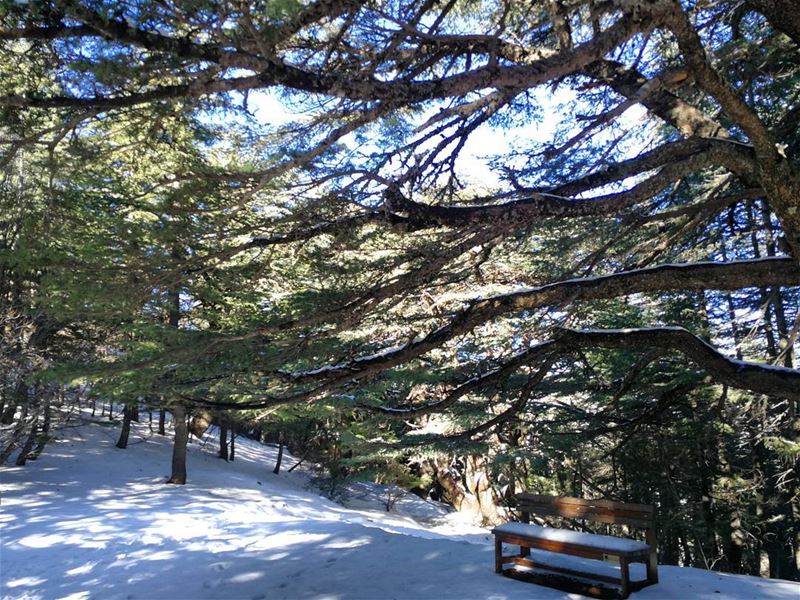 Never say there is nothing beautiful in the world anymore. ... (Al Shouf Cedar Nature Reserve)
