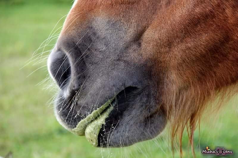 New lipstick :)  horses  bestofleb  insta_lebanon  whatsuplebanon ...
