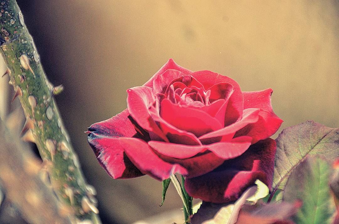  newpost  lebanon  rose  like4like  photooftheday  pictureoftheday ...