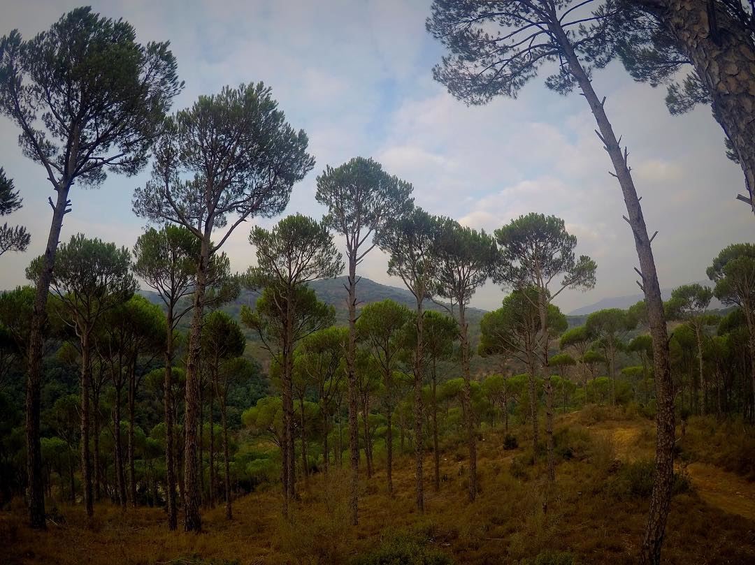No therapy needed 👆🏻🍃💆🏻  pineforest  bhanin  jezzine  southlebanon ... (Jezzîne, Al Janub, Lebanon)