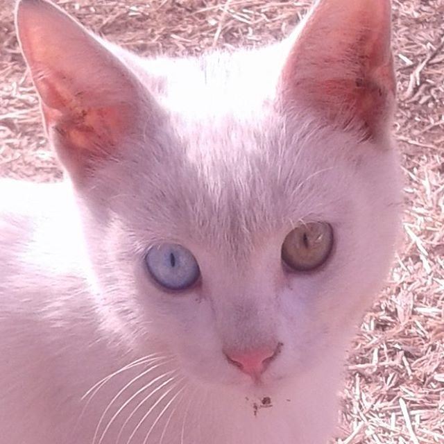 nofilter nofilters noedit jamaisvu blueeye greeneye catpetkitten chat chaton whitecat (Mrayjet Shtaura)