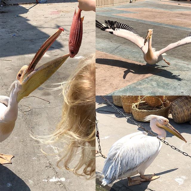 Not that simple to give a pelican a treat! Saida’s mascot pelican, Karkar.... (Saïda, Al Janub, Lebanon)