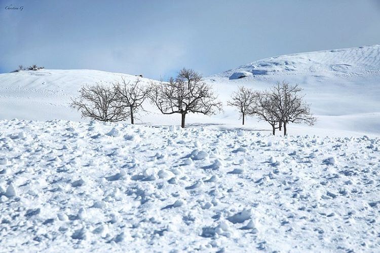 Nothing but white! ❄️  snow  snowscape  winter  white  trees   photo  love... (Kanat Bakich)