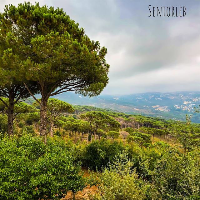 Nothing can beats the beauty of Nature ☁️🌲🌳  beirut  lebanon  mylebanon ... (Pineland Hotel & Health Resort)
