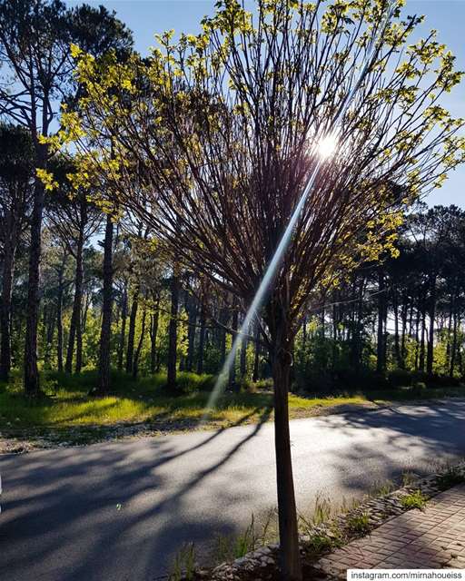 Nothing can dim the light that shines from within ☀️🌄🍀🌳  sunlight ... (Bois De-Boulogne, Mont-Liban, Lebanon)