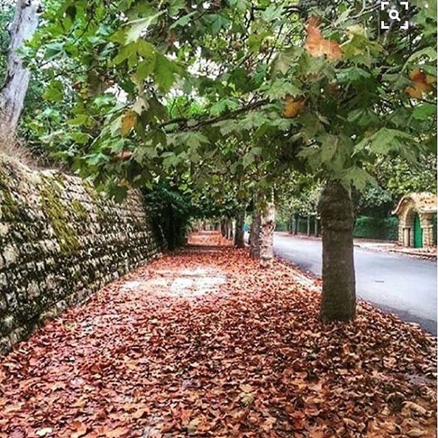 Now fall sawfar tree leaf (Sawfar, Lebanon)
