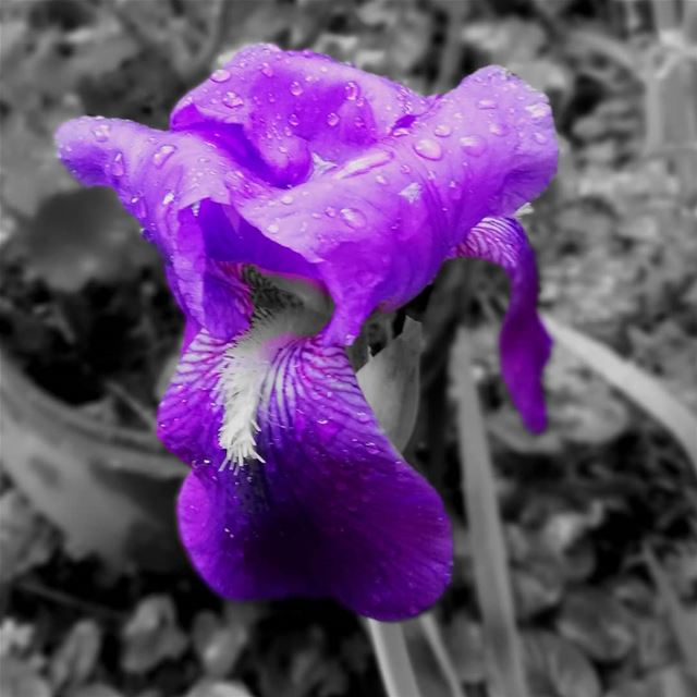  now  raindrops  mygarden  purple  mauve  flower ...