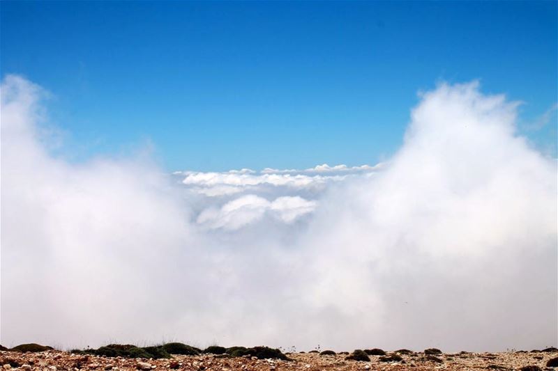 Nubivagant (adj.) wandering in the clouds; moving through the air lebanon... (Cedars of God)