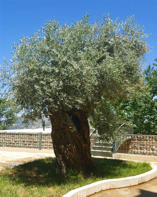o.l.i.v.e 🌳  beiteddine  tree  olivetree  treehugger  Lebanon  Chouf ...