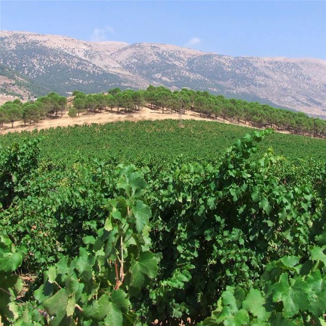 🇱🇧🍇 O mercado de vinhos movimenta a economia do Líbano, país que há... (Château Kefraya)