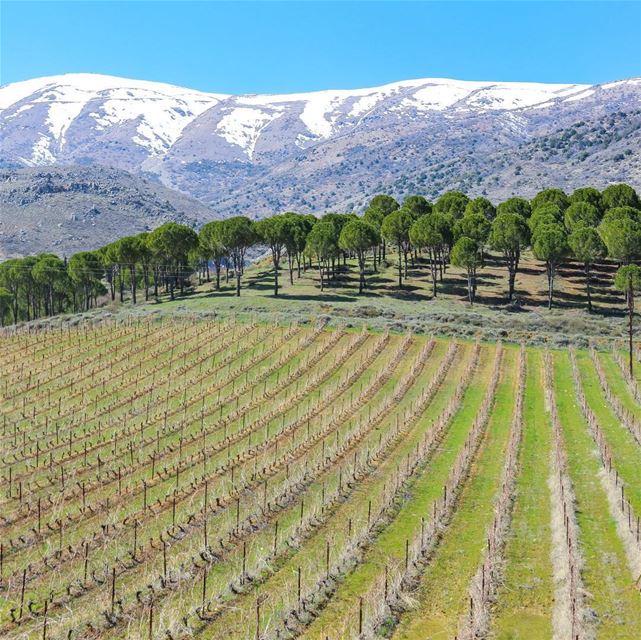 🇱🇧 O mercado de vinhos movimenta a economia do Líbano, país que há... (Château Kefraya)