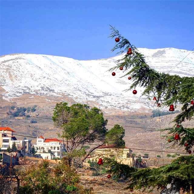Oh Christmas tree 🌏🌎🌍🎄 (Bekaa Valley)