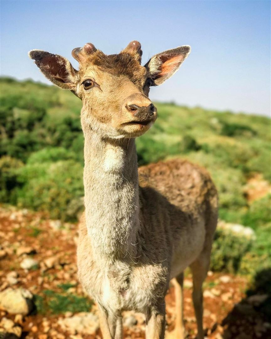 Oh, Deer. 🦌Taken by an iPhone .... whatsuplebanon  instagram ... (Aâna, Béqaa, Lebanon)