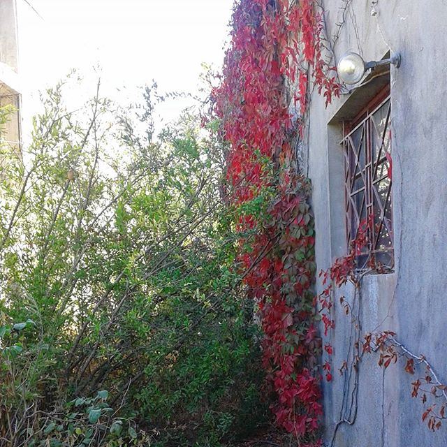 oldlebanonhouses stonehome autumn redleaves greenleaves (Ain el Sendianeh)