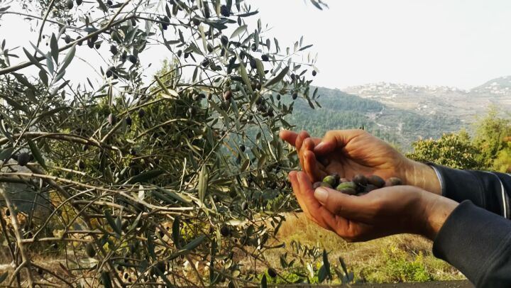 Olive Picking in action 🍈🍃  jGrove  Olive  OliveHarvest  OlivePicking ...