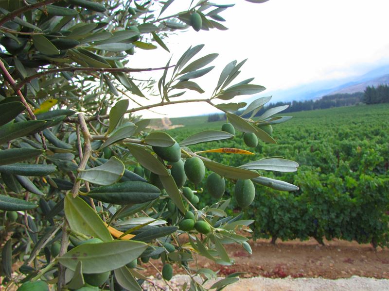 Olive Plantation (Bekaa Lebanon)