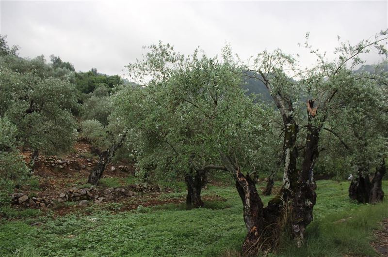 Olives Garden olives  tree  green  garden  nature  outdoor  green  age ... (Bisri, Al Janub, Lebanon)
