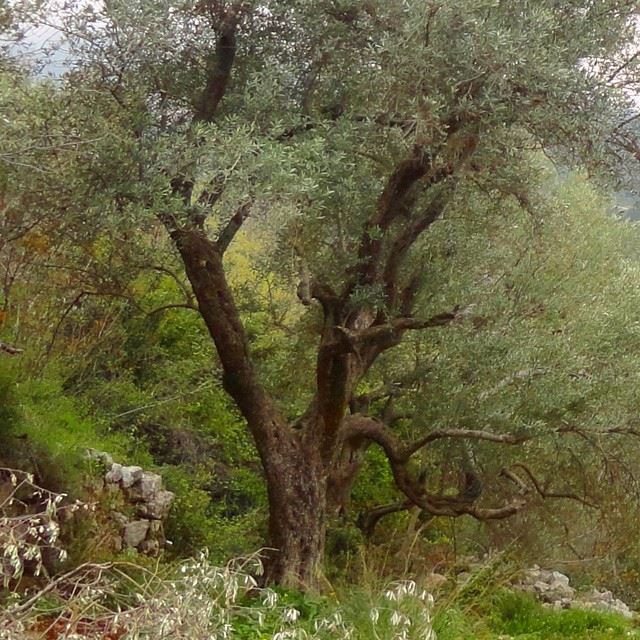 olivetree garden orchard nature