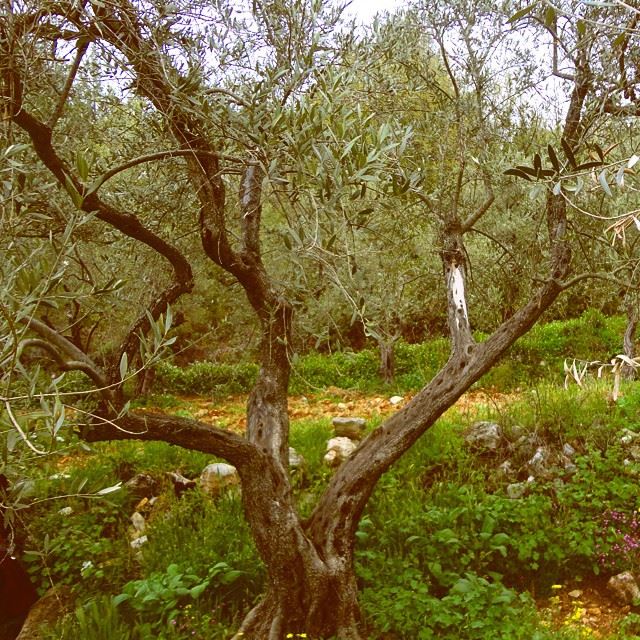 olivetrees olivetree springnatureshots olives discoverlebanon beautifulnature