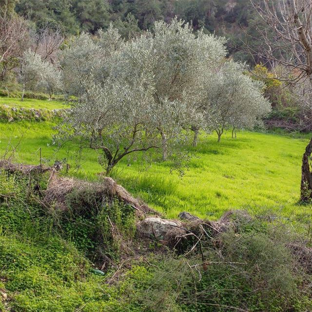 On our way to the river, we saw this clearing with a scattering of olive... (Debiye)