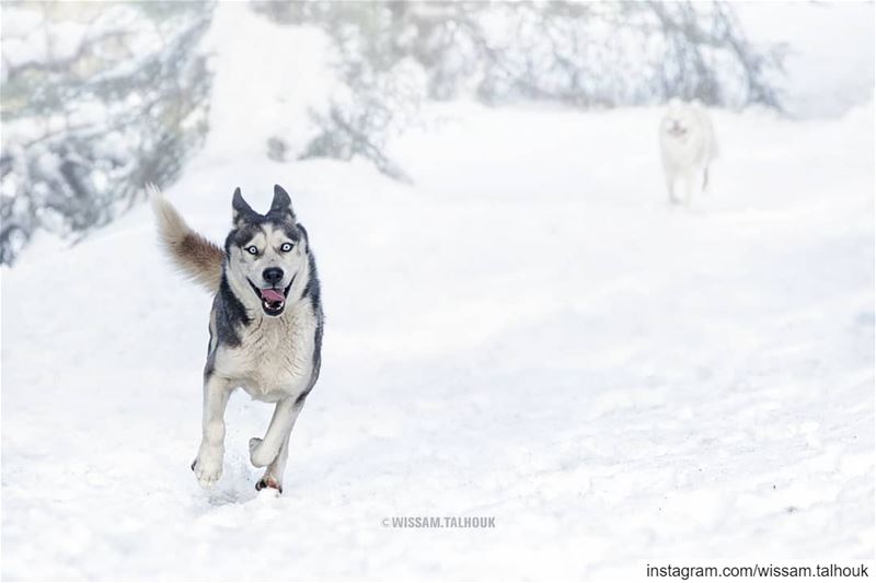 On the 8th day, GOD created huskies 😃  dog  dogs  dogsofinstagram  husky ... (Al Shouf Cedar Nature Reserve)